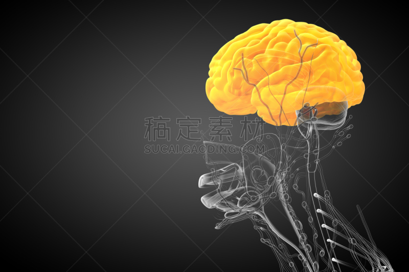 三维图形,健康保健,脑,插画,小脑,脑桥,水平画幅,杏仁核,人
