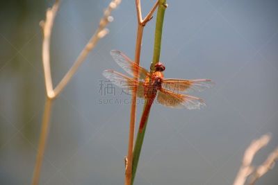火焰,数字9,撇水蜻蜓,水,蜻蜓,水平画幅,橙色,动物身体部位,翅膀,雄性动物