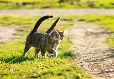 猫,园林,春天,色彩鲜艳,日光,草地,阉割歌手,美,水平画幅,进行中