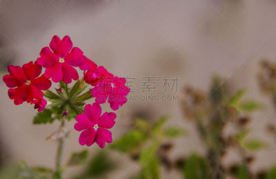 防臭木,珐琅,粉色,留白,边框,水平画幅,无人,特写,仅一朵花