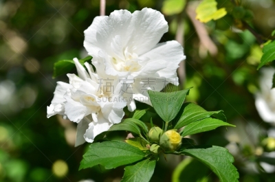 白色,花朵,木槿属,自然,季节,清新,鲜花盛开,希腊,图像,花蕾