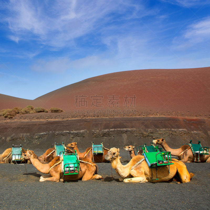 timanfaya national park,兰萨罗特岛,骆驼,山,火,单峰骆驼,帕尔马,金丝雀,沙子,火山地形