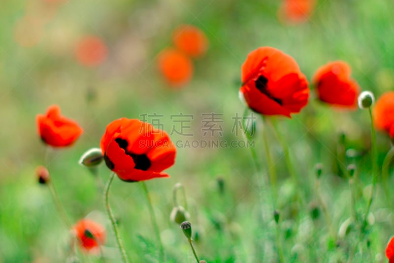 Poppies