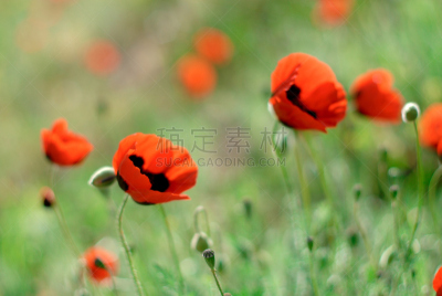 Poppies