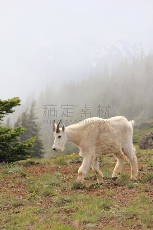 野生白山羊,飓风山脊,奥林匹克山,自然,垂直画幅,野生动物,灰色,野外动物,户外,山脊