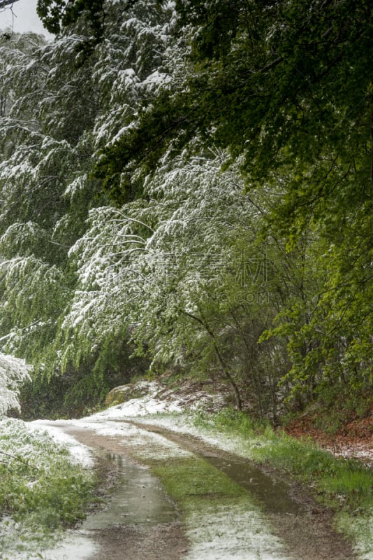 雪,小路,草,寒冷,自然界的状态,法国,环境,霜,天气,公园