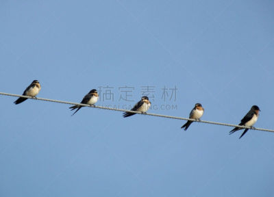 家燕,电话线,野生动物,水平画幅,小的,无人,鸟类,燕子,多色的,摄影