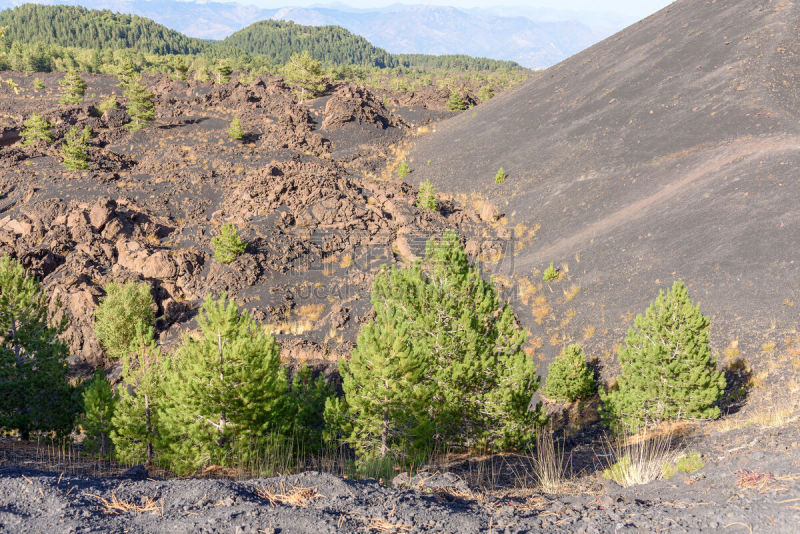 缝匠肌,埃特纳火山,西西里,火山,意大利,山,火山口,熔岩,松林,国家公园