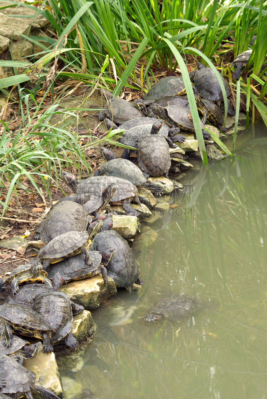 painted turtle,自然,垂直画幅,水,褐色,海龟,绿色,无人,户外,石头