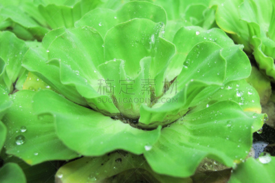 水浮莲,自然,水,美,菜园,式样,水平画幅,绿色,无人,夏天