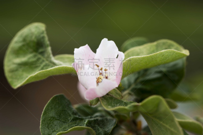 温柏,枝,叶子,春天,皱皮木瓜,雄蕊,五月,美,水平画幅,无人