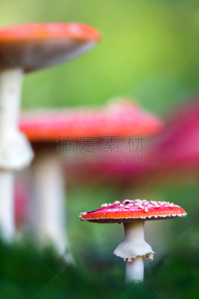 有毒生物体,蘑菇,森林,毒蝇菇,垂直画幅,公园,花园矮人雕像,夏天,草,斑驳的