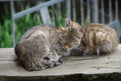 奥地利,野猫,欧洲野猫,上阿迪杰,野生猫科动物,美,舌头,水平画幅,动物身体部位,野生动物保护