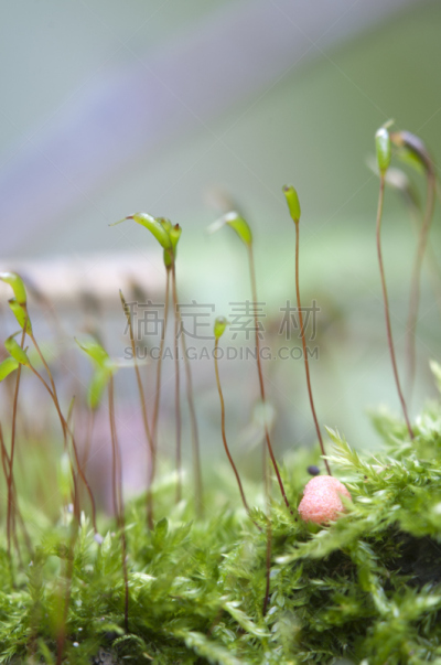 绿色,苔藓,美洲石斛,黏菌,垂直画幅,褐色,小的,无人,蘑菇,户外