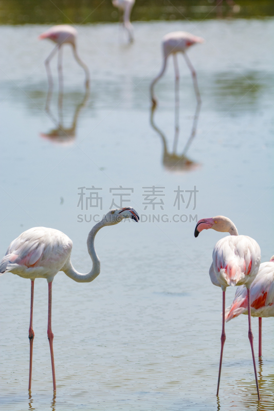 卡马尔格,火烈鸟,鸟类,法国,粉色,动物群,柏哥利亚湖,耶尔,尤卡坦州,普罗旺斯