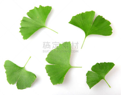 叶子,银杏,水平画幅,无人,特写,顺势医学,白色,植物,彩色图片