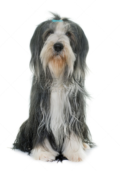 有须柯利牧羊犬,雌性动物,垂直画幅,络腮胡子,灰色,纯种犬,古老的,牧羊犬,白色背景,苏格兰