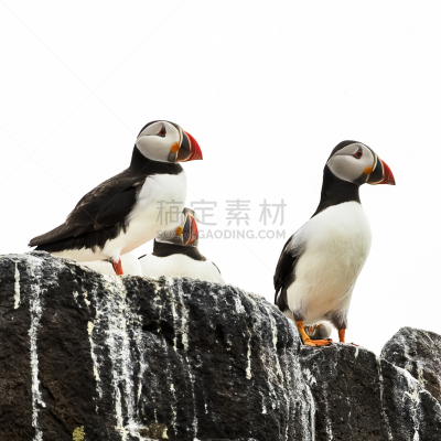 特写,苏格兰,洛锡安东区,角嘴海雀,福斯河湾,岛,五月,公亩,南,摄影