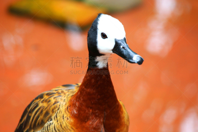 白面鸭,白色,似人脸,吹口哨,鹅肉,秋沙鸭,公鸭,水鸟湖,水,半空中