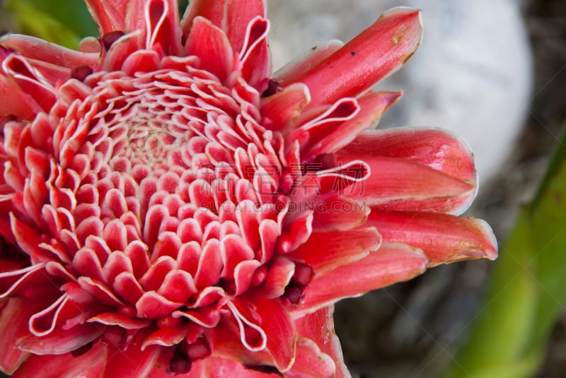 torch ginger,花朵,燃烧的火炬,美,水平画幅,无人,异国情调,户外,生物学,生姜