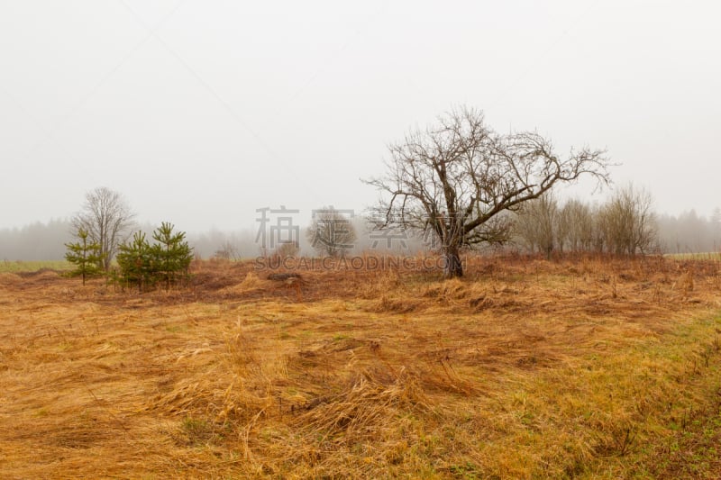 背景,苹果,斯普林费德,苹果树,自然,水平画幅,地形,无人,泥土,草