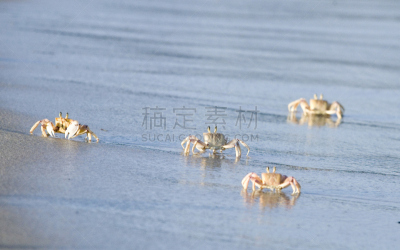 海滩,螃蟹,水,美,水平画幅,沙子,户外,鬼蟹,盐,甲壳动物