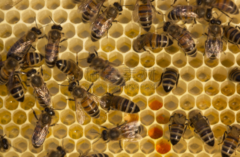 蜜蜂,蜂箱,建筑改造,视频影像,beekeeper,蜂蜡,家用摄像机,养蜂,水平画幅,纯净