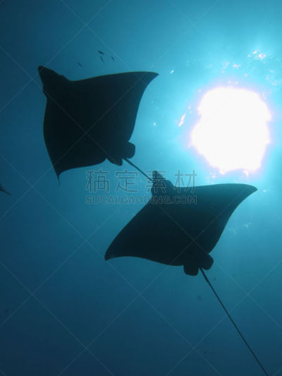 eagle ray,阴影,垂直画幅,无人,水下,野外动物,摄影,潜水