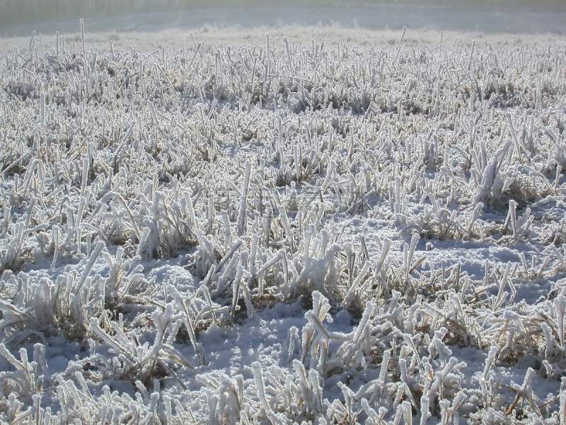 霜,田地,高草国家公园,埃德蒙顿,草地,水平画幅,山,雪,阿尔伯塔省,无人