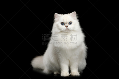 白色,猫,英国,毛皮,黑色背景,纯种犬,分离着色,正面视角,美,水平画幅