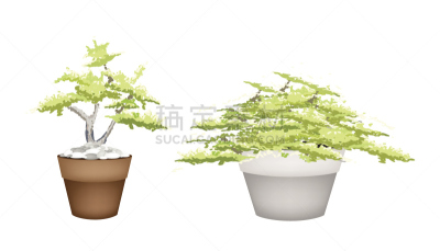 花盆,盆景,两只动物,白色背景,枝繁叶茂,小的,榆树,装饰物,白杨,树干