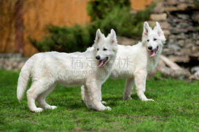 德国牧羊犬,白色,富塞,牧羊犬,牧羊人,动物头,犬科的,宠物,欢乐,水平画幅