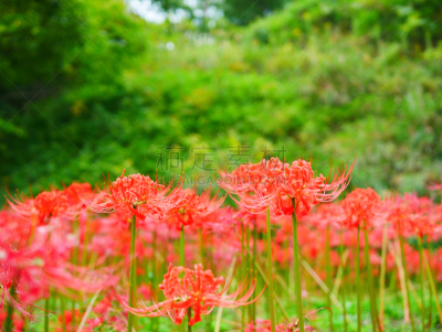 孤挺花,纯净,清新,景观设计,公园,色彩鲜艳,自然美,植物,背景,户外