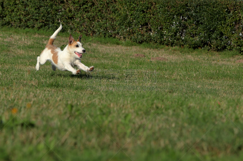 杰克拉瑟短腿犬,福克斯猎狐犬,猎犬,径赛项目,体育比赛,纯种犬,水平画幅,嬉戏的,梗犬,哈巴狗