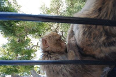 猴子,直布罗陀,地中海猕猴,野生动物,灵长目,猿,哺乳纲,一只动物,猕猴,著名景点