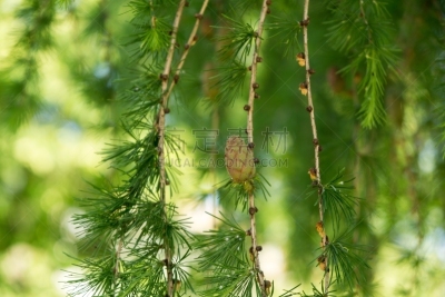松果,天空,褐色,水平画幅,无人,传统,符号,英格兰,夏天,户外