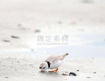 沙子,喙,成年的,鸻,湿,水下,水,水平画幅,鸟类,动物身体部位