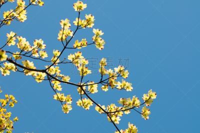 山茱萸花,黄色,壁纸,色彩鲜艳,开花的山茱萸,山茱萸,春天,色彩饱和,园林,植物