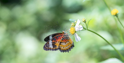 早晨,蝴蝶,色彩鲜艳,静止的,仅一朵花,茎,园林,晴朗,优美,动物身体部位