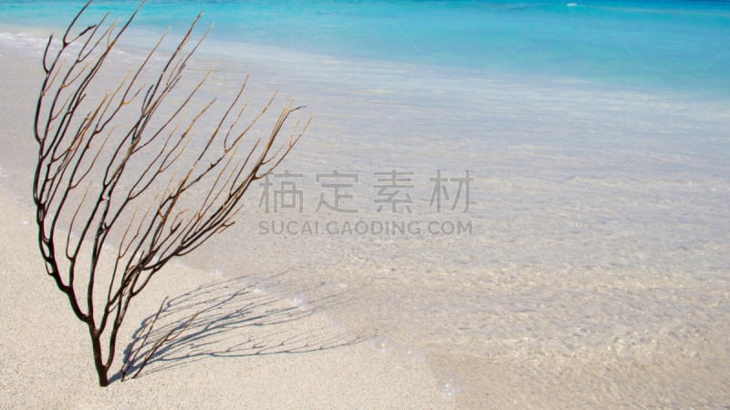 古巴,海滩,沙子,黑珊瑚虫,石帆珊瑚虫,水,天空,水平画幅,无人,夏天