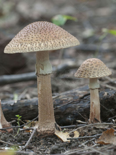 毒蘑菇,蘑菇,瓢蕈,伞形毒菌,自然,垂直画幅,无人,有毒生物体,苔藓,户外