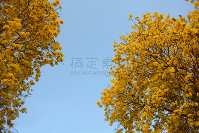 金色,天空,水平画幅,无人,黄色,紫薇科树,泰国,花,树,摄影