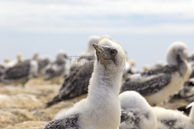 鲣鸟 新西兰 大群动物 小鸟 Cape Kidnappers Gannet Colony 水 新的 水平画幅 无人 鸟类图片素材下载 稿定素材