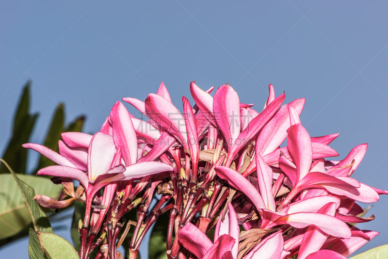 蓝色,赤素馨花,天空,马斯克林群岛,自然,水平画幅,印度洋,旅行者,夏天,户外