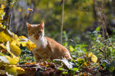 小猫,红色,达林顿,猫的叫声,爪,胸部,美,留白,水平画幅,进行中