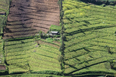 爪哇,农作物,田地,印度尼西亚,滕格尔火山,Bromo-Tengger-Semeru National Park,东爪哇,自然,饮食,马铃薯