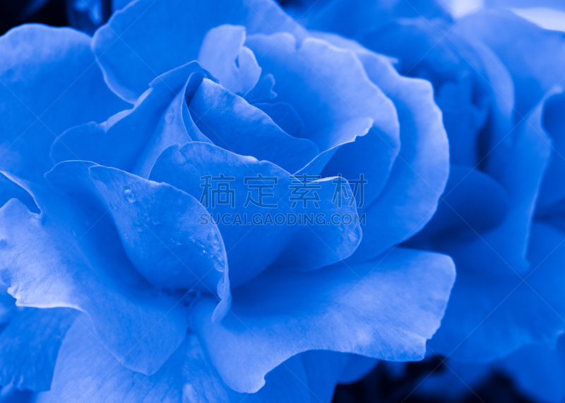 玫瑰,青绿色,塞浦路斯,自然,美,植物,水平画幅,无人,亚洲,森林