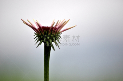 霍普,公园,植物,水平画幅,黄色,户外,儿童,摄影
