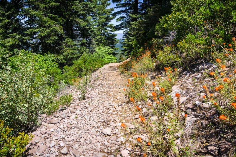 小路,山,徒步旅行,孤峰群,在上面,北加利福尼亚州,夏士塔山,锡斯基尤县,黑色,挨着