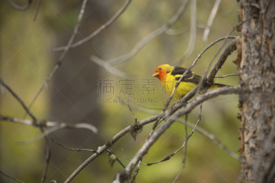 西部裸鼻雀,枝,杰克逊湖,杰克逊霍尔,水平画幅,无人,怀俄明,鸟类,户外,不看镜头